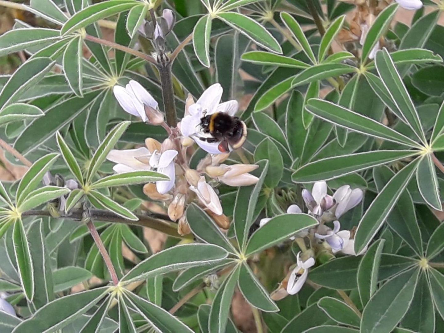 Culture de Lupin avec Abeille