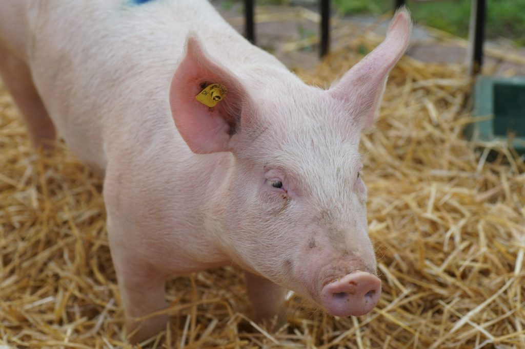 Cochon dans son étable Novial