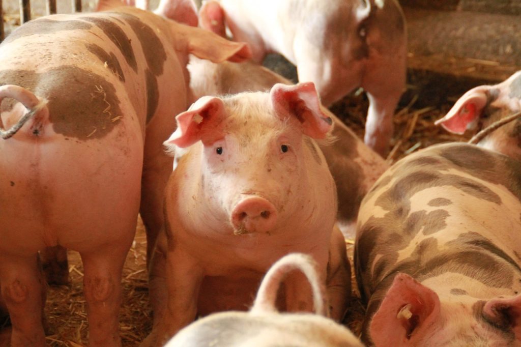 Elevage de cochons Novial
