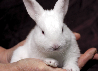 Lapin Blanc - Novial