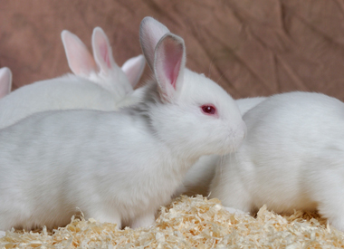 Lapin Blanc - Novial