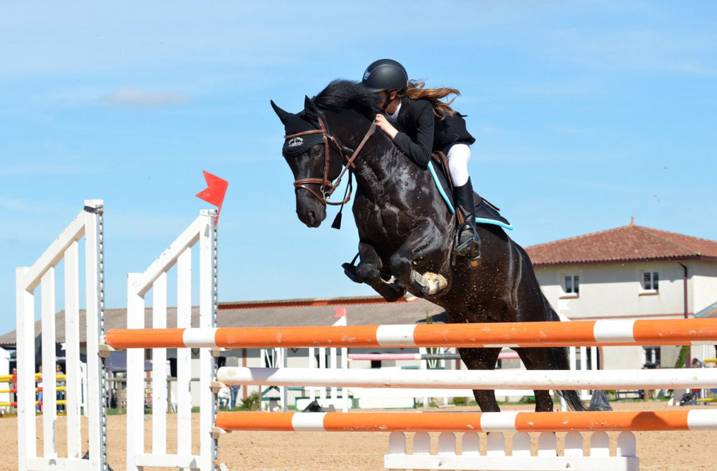 cheval concours equin novial