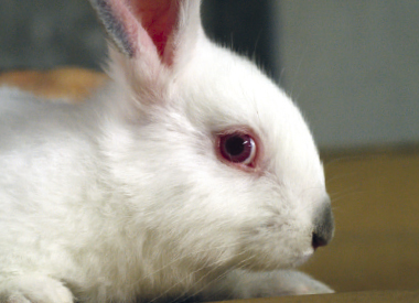 Lapin Blanc - Novial