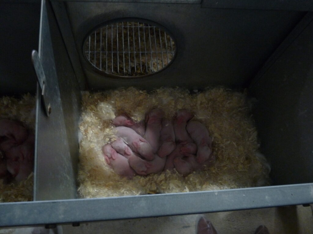 Bébés lapin Novial
