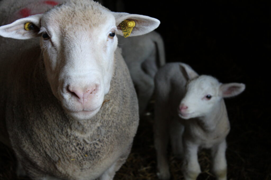 Ovins - brebis - Novial petits ruminants