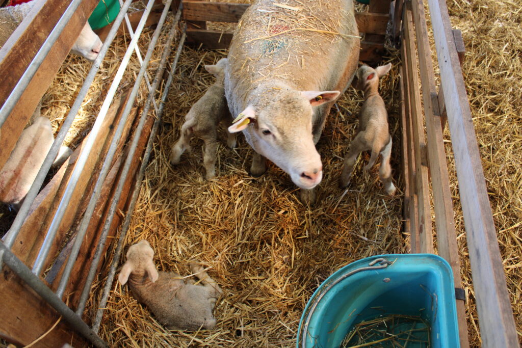 Ovins - Allaitement Novial petits ruminants