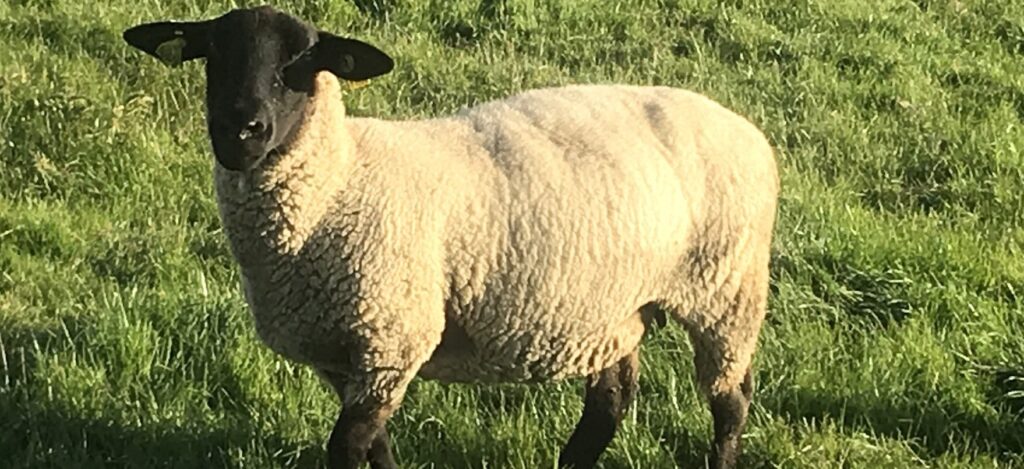 Mouton Novial petits ruminants