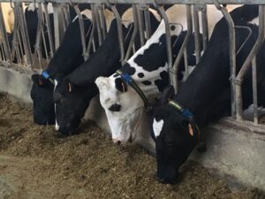 vache sensehub