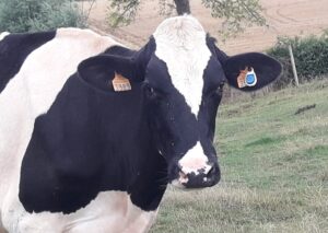 vache capteur sensehub