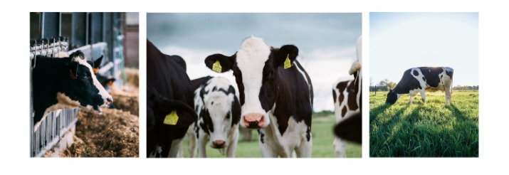 tradilin vaches laitières
